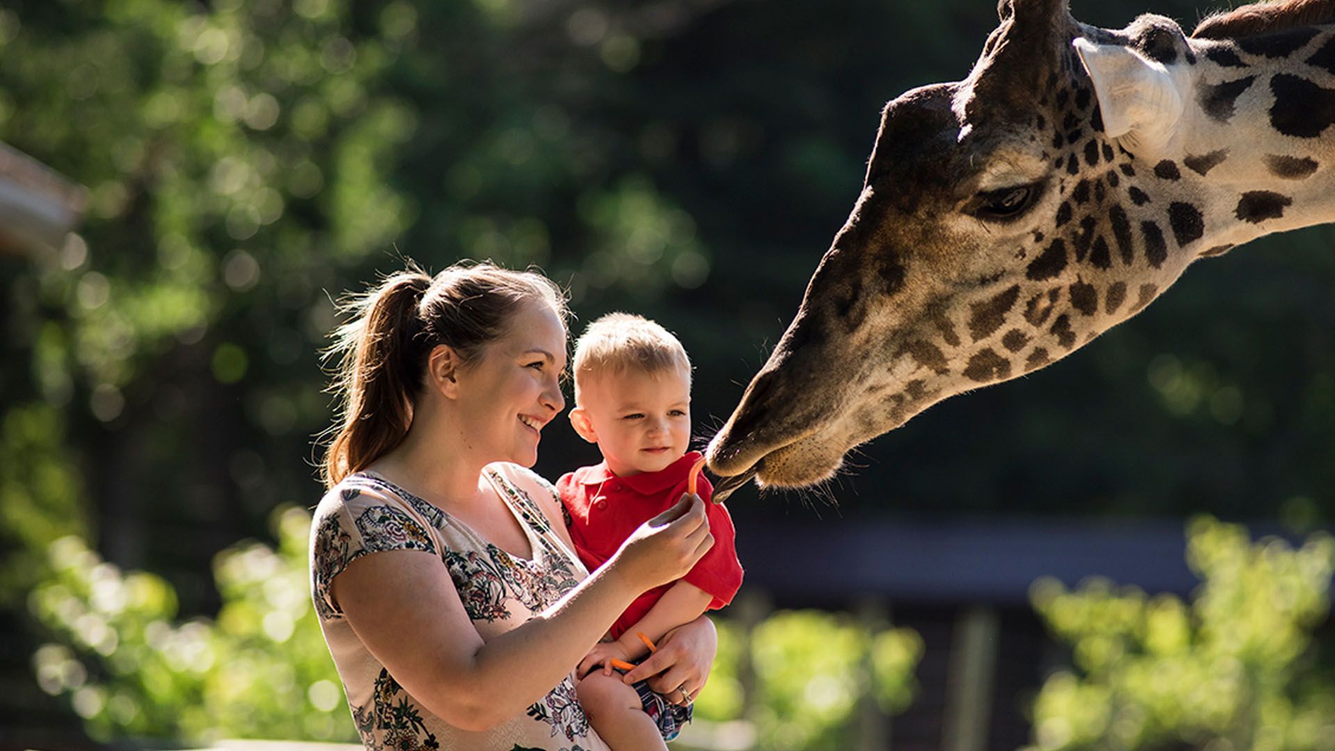 A mother and child feeding a giraffe at Timbavati Wildlife Park in Wisconsin Dells.