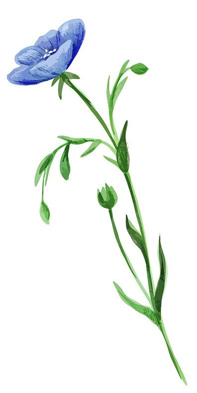 Wildblume