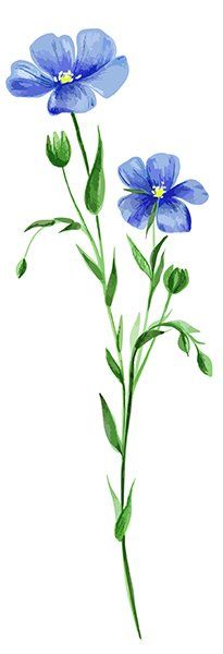 Wildblume