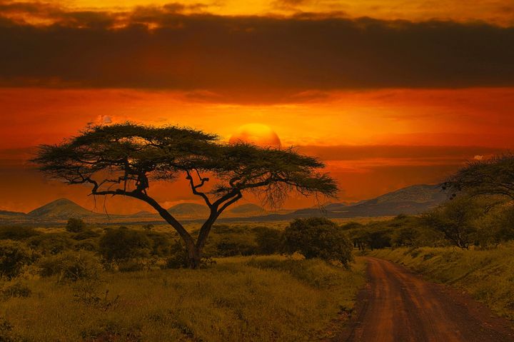 savana