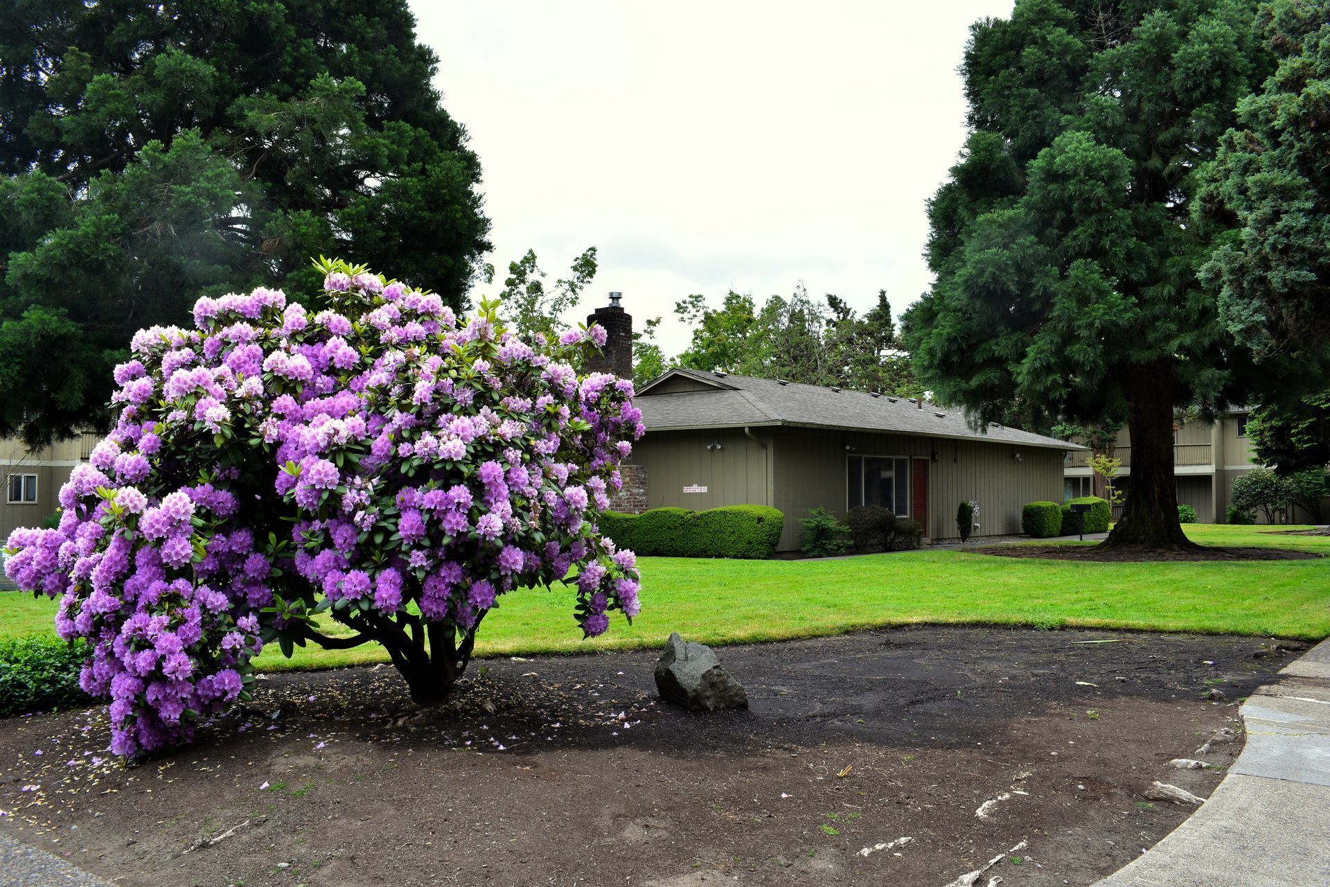 Purple flowering bush in a yard beside a house, with trees and a driveway nearby