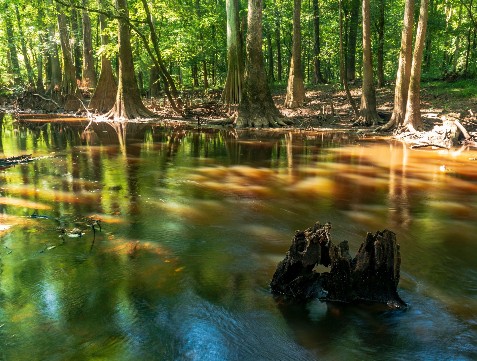 congaree-national-park