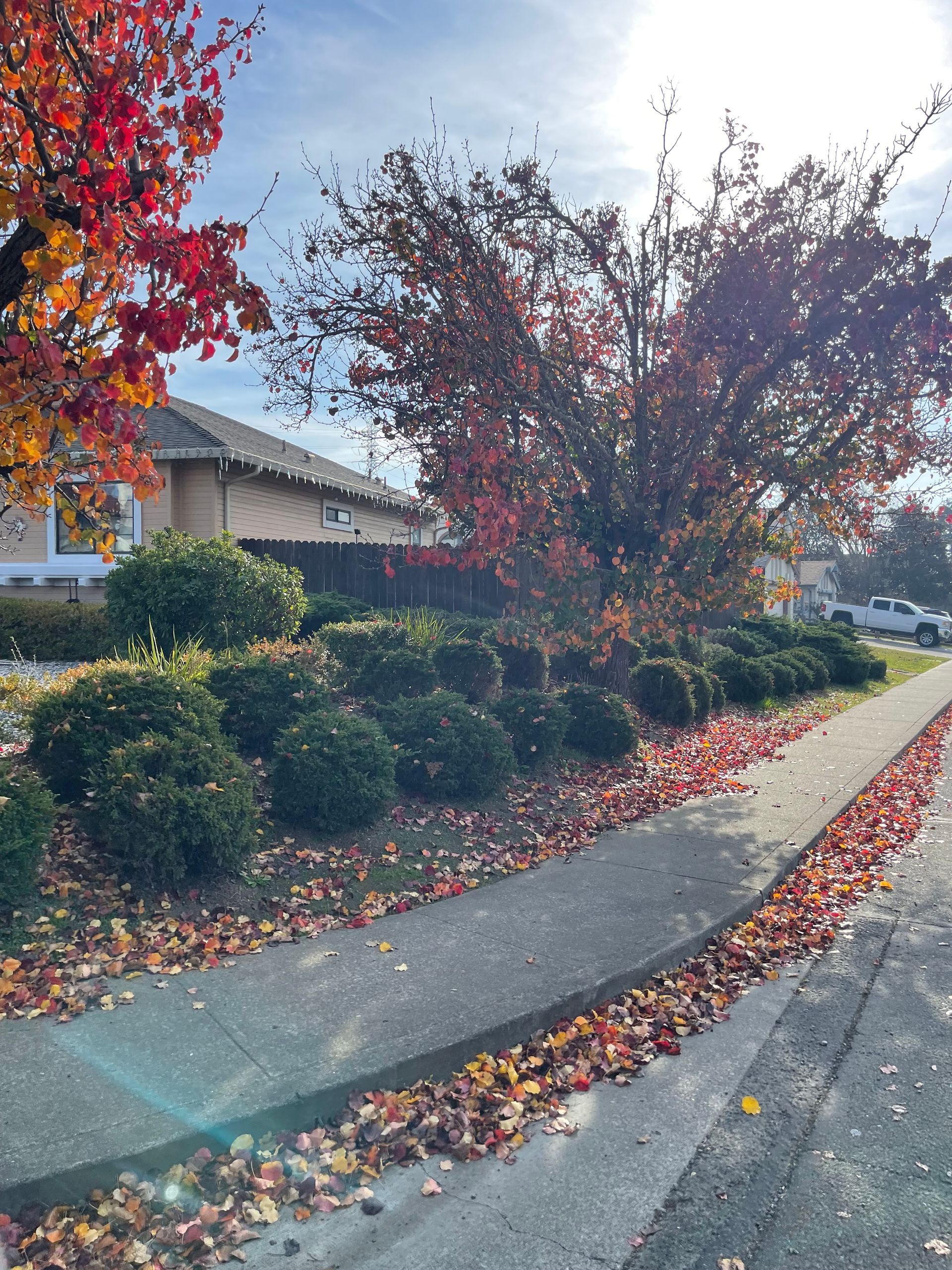 A sidewalk with leaves on it and a house in the background