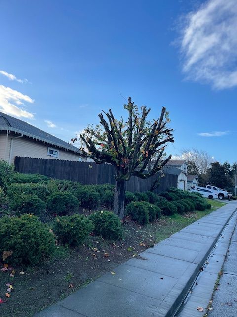 A tree with a lot of branches is on the sidewalk in front of a house
