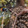 A man is climbing a tree with a rope attached to it.