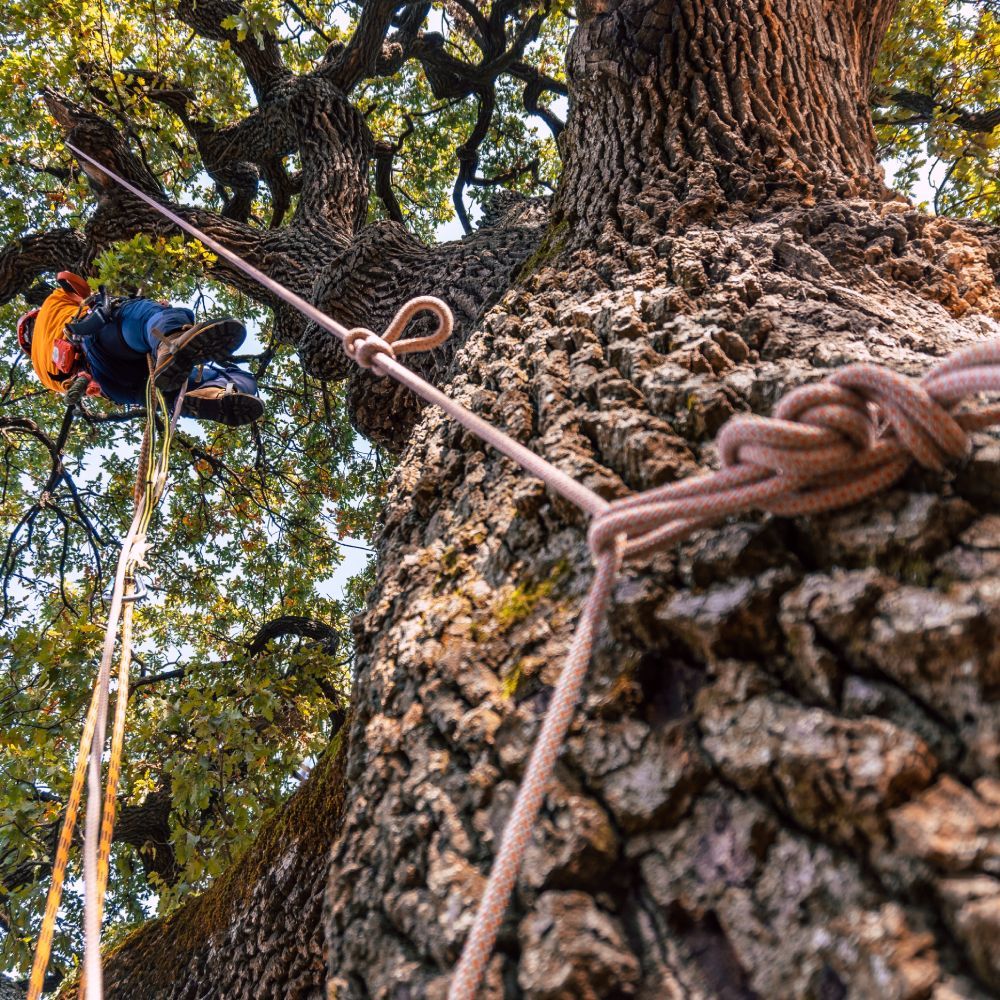 A man is climbing a tree with a rope attached to it.