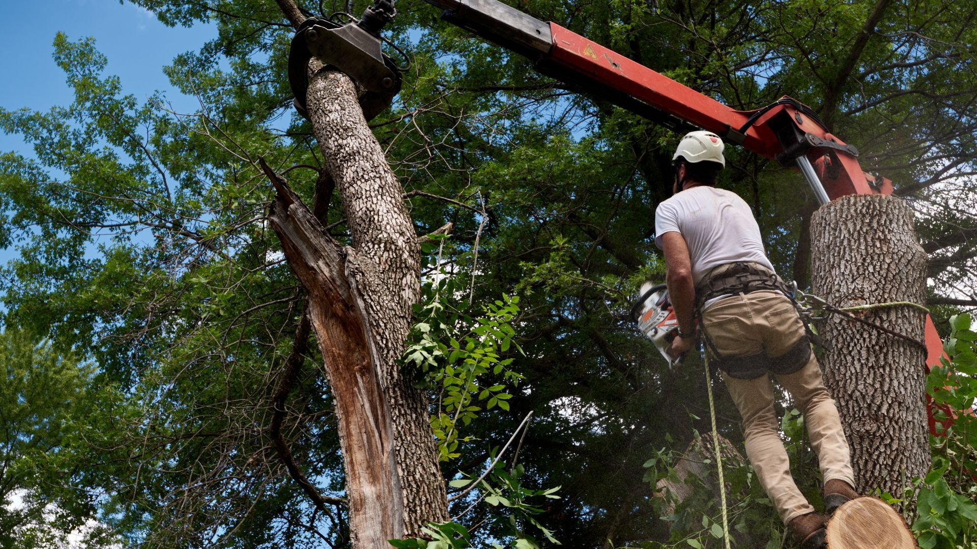A man is cutting down a tree with a chainsaw.