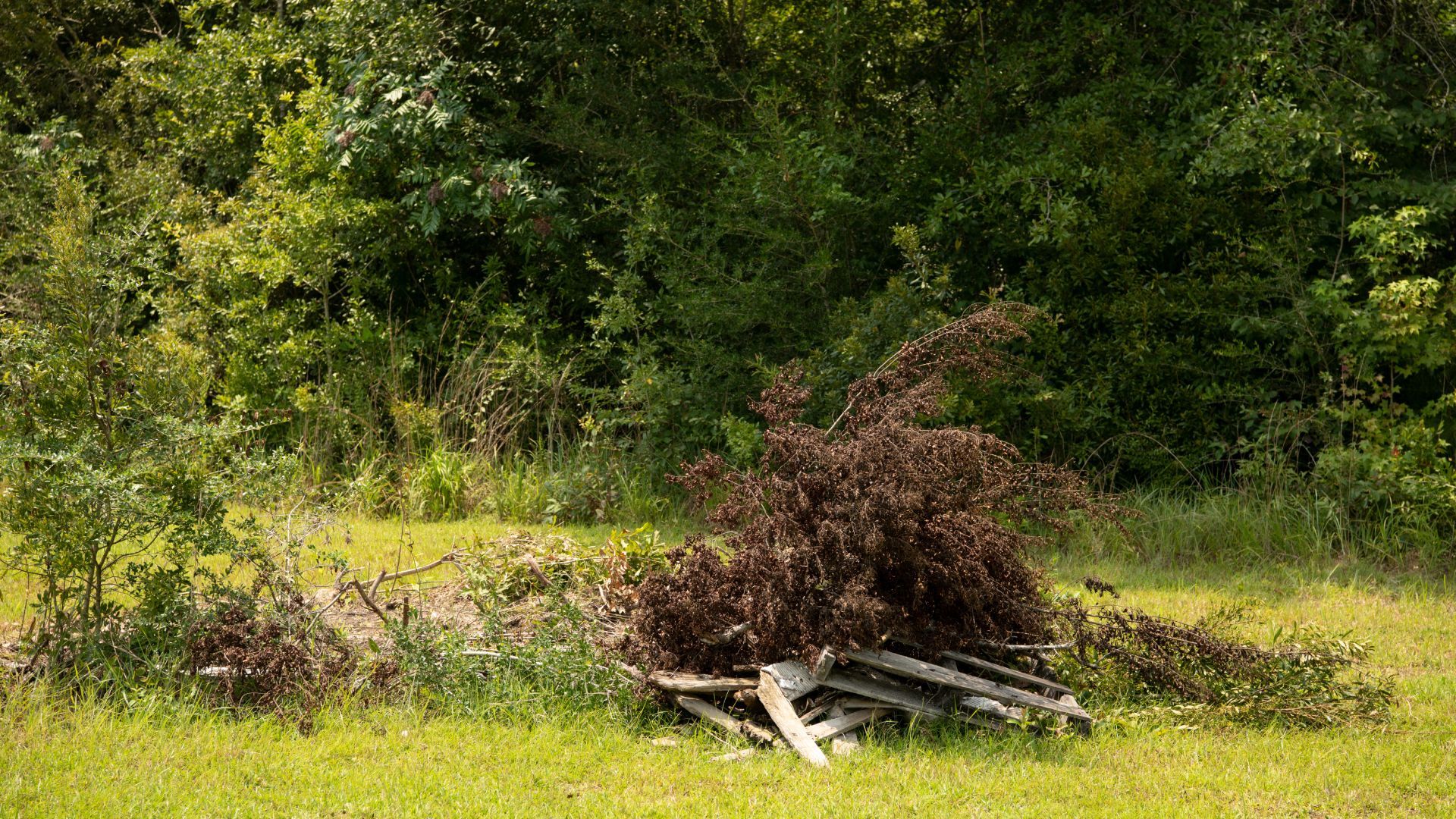A pile of wood is sitting on top of a lush green field.