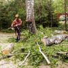 A man is cutting a tree with a chainsaw