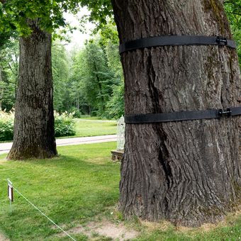 A tree with black straps around it in a park