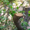 A close up of a tree branch with leaves growing out of it.