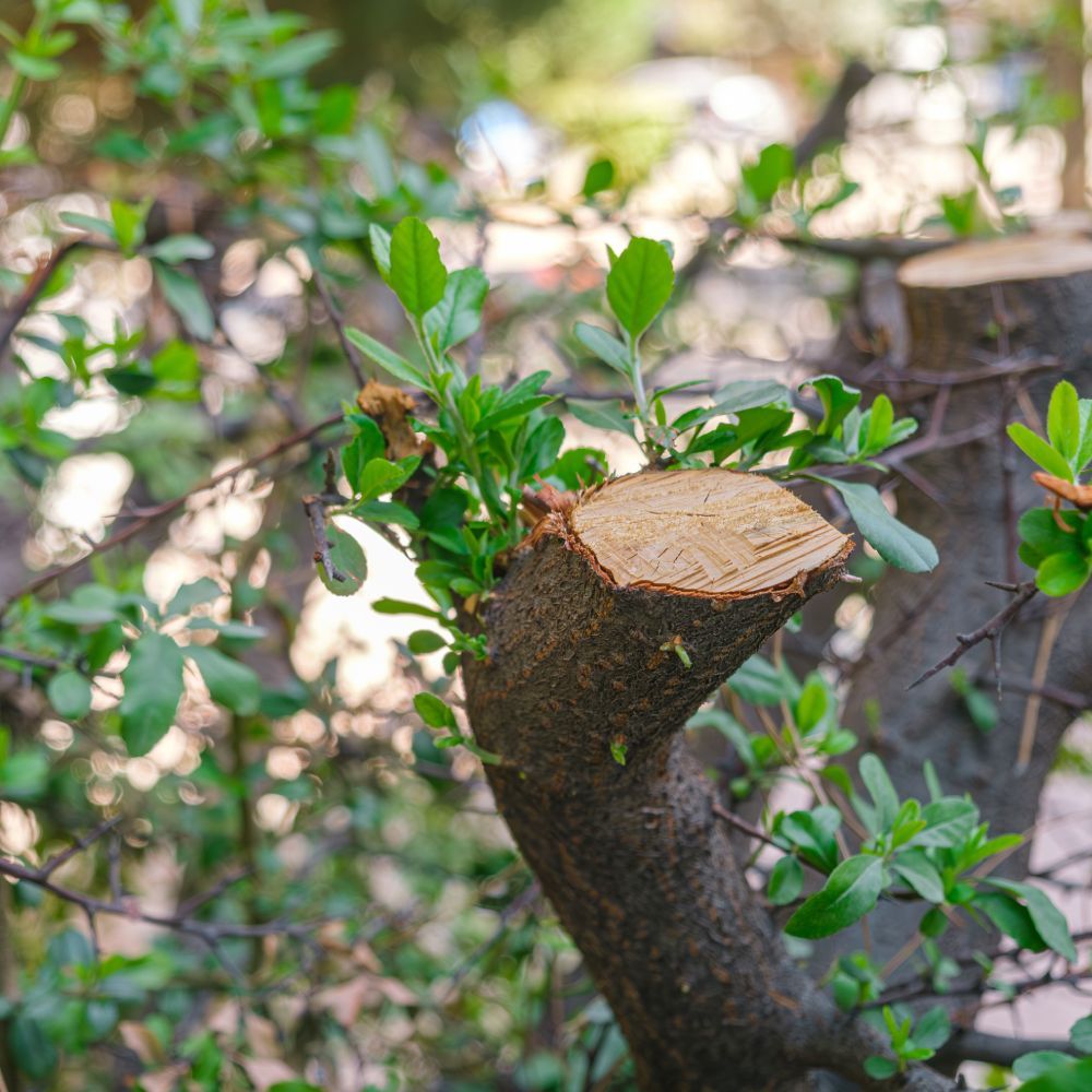 A close up of a tree branch with leaves growing out of it.