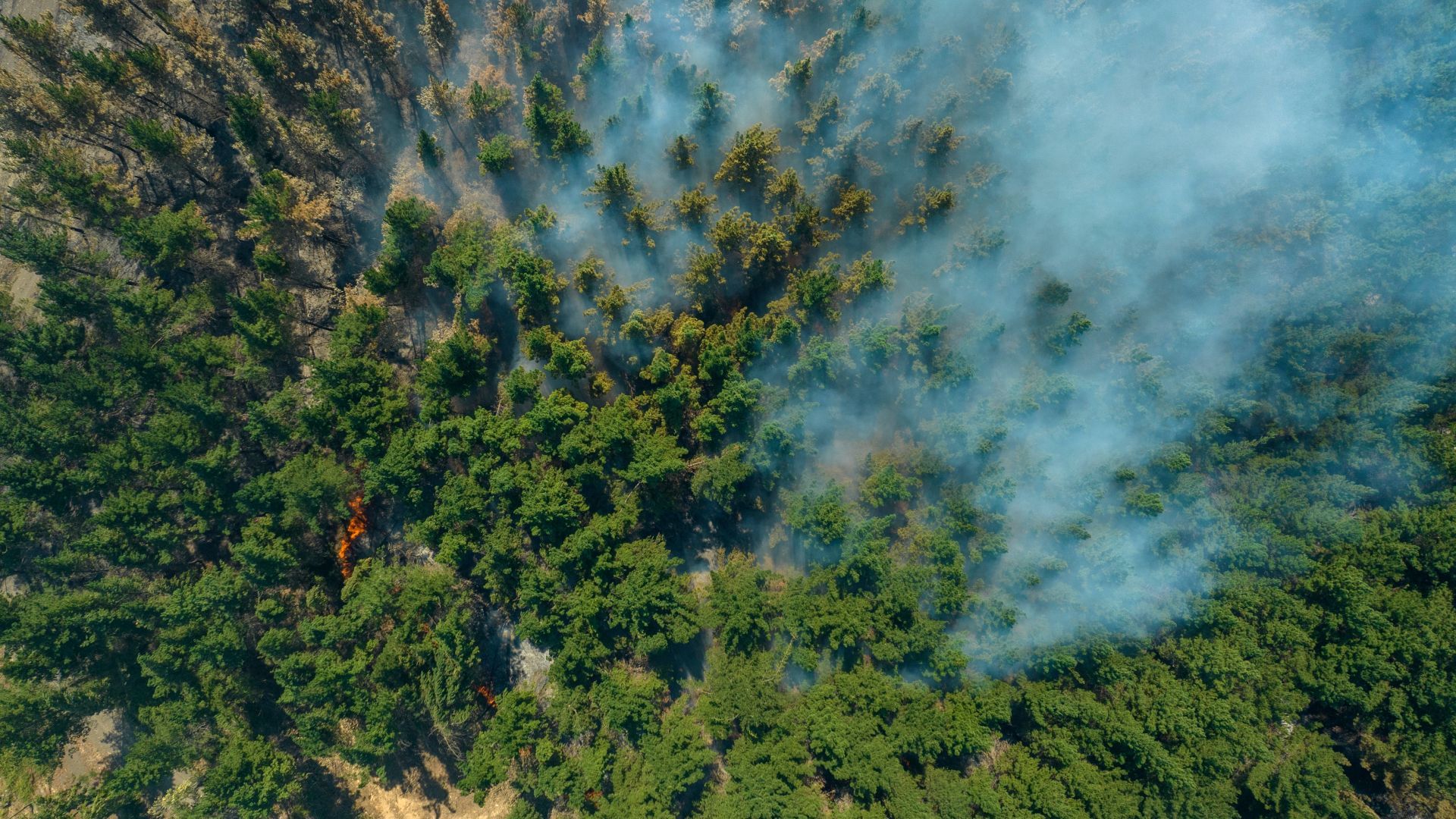 An aerial view of a forest fire with smoke coming out of the trees.