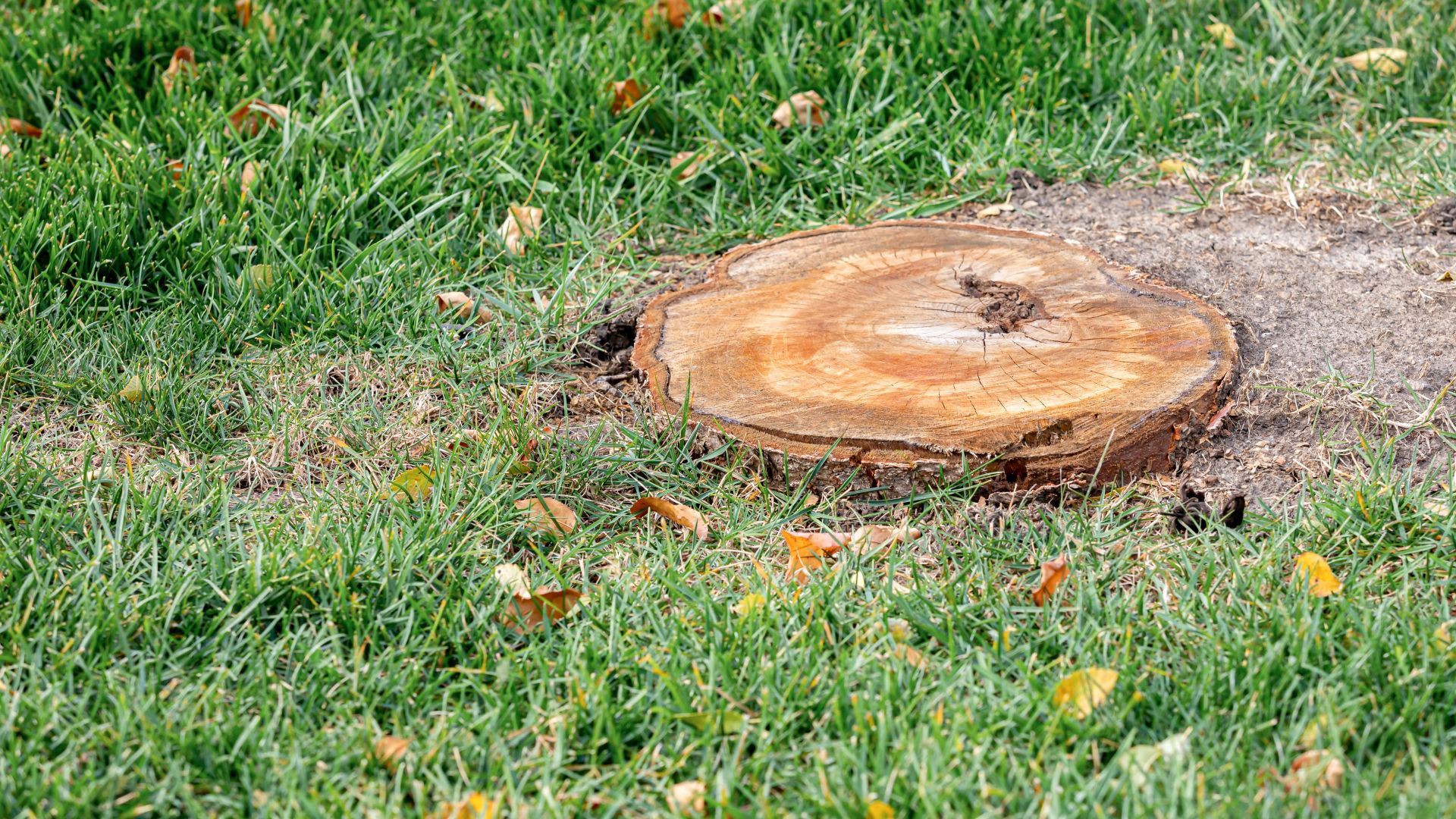 A tree stump is sitting in the middle of a lush green field.