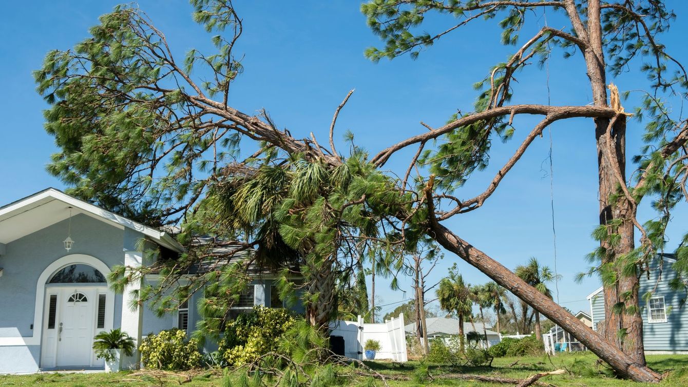 A man is climbing a tree with a rope attached to it.