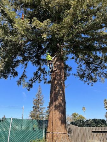 A man is climbing a tree with a chainsaw.