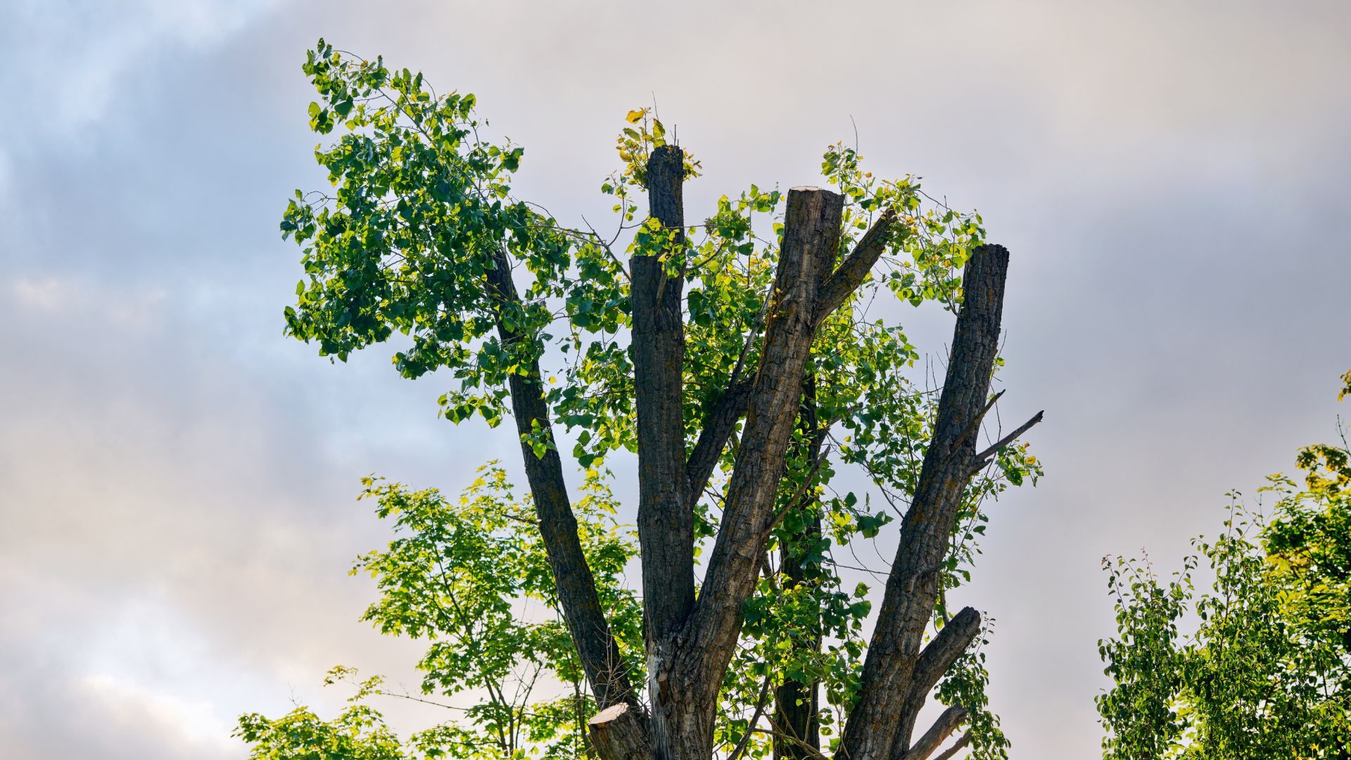 A tree with a lot of branches and leaves against a cloudy sky.