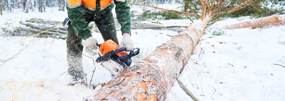 worker cutting tree with chainsaw