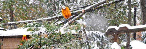 worker cutting tree with chainsaw