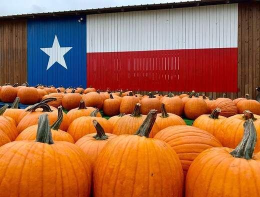 A texas flag is flying over a field of flowers.