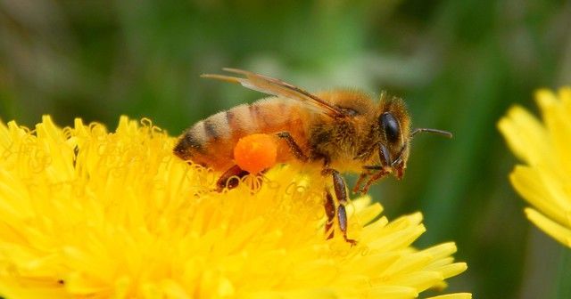 Pollination