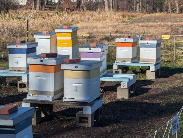 Bees