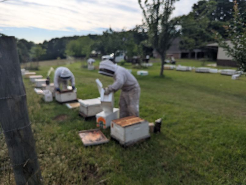 Learn to Keep Bees