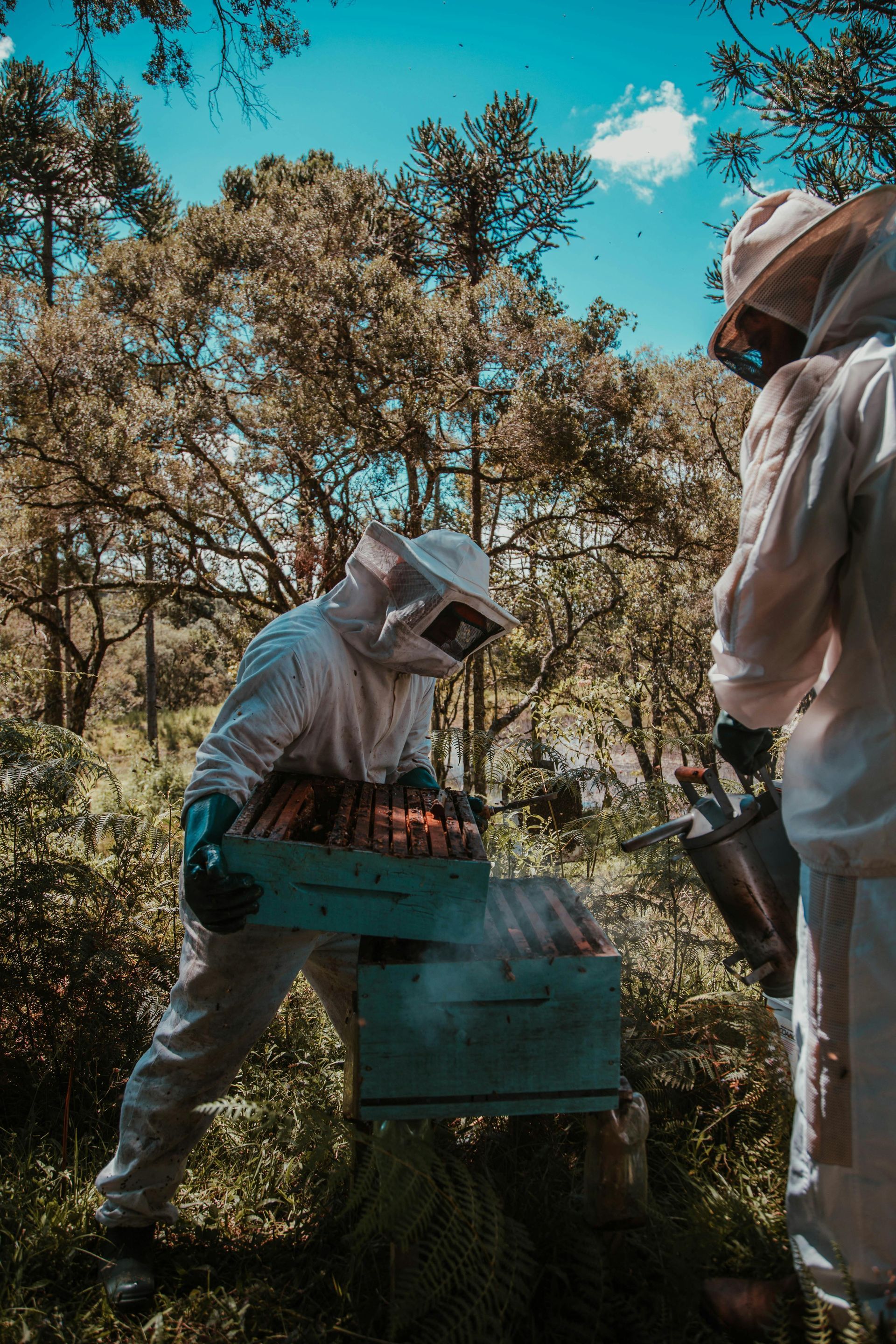 Learn to Keep Bees