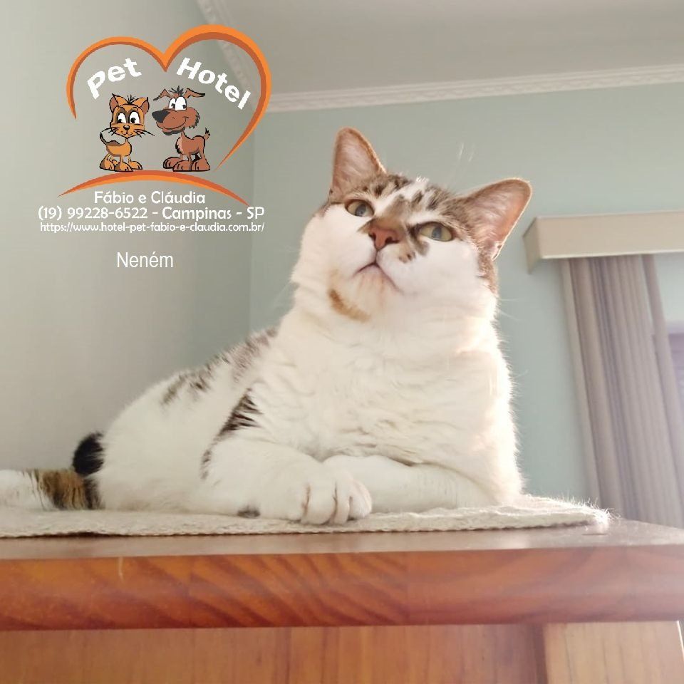 Hóspede Gatito - 26.2.2021