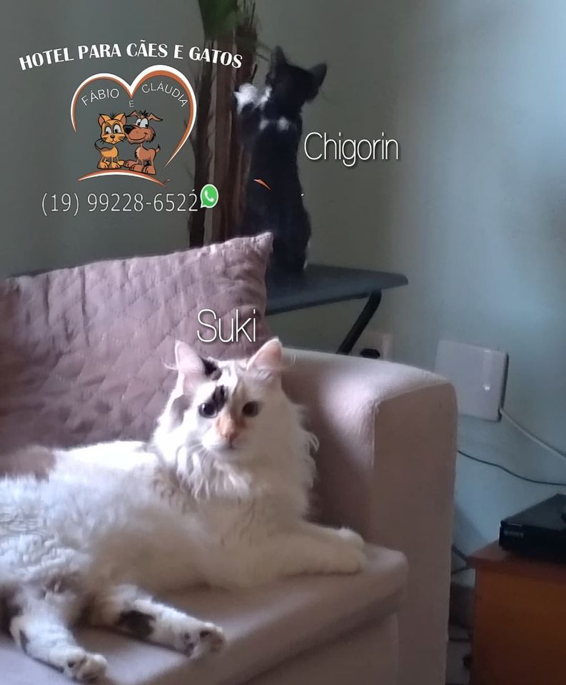 Hóspede Gatito - 26.2.2021