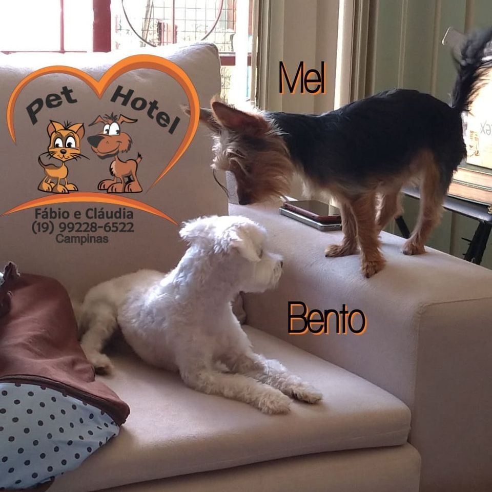 Hóspede Gatito - 26.2.2021