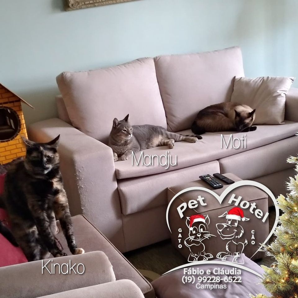Hóspede Gatito - 26.2.2021