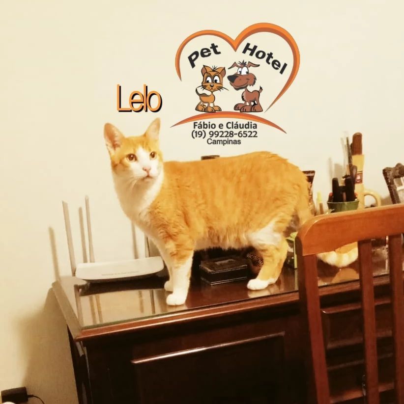 Hóspede Gatito - 26.2.2021