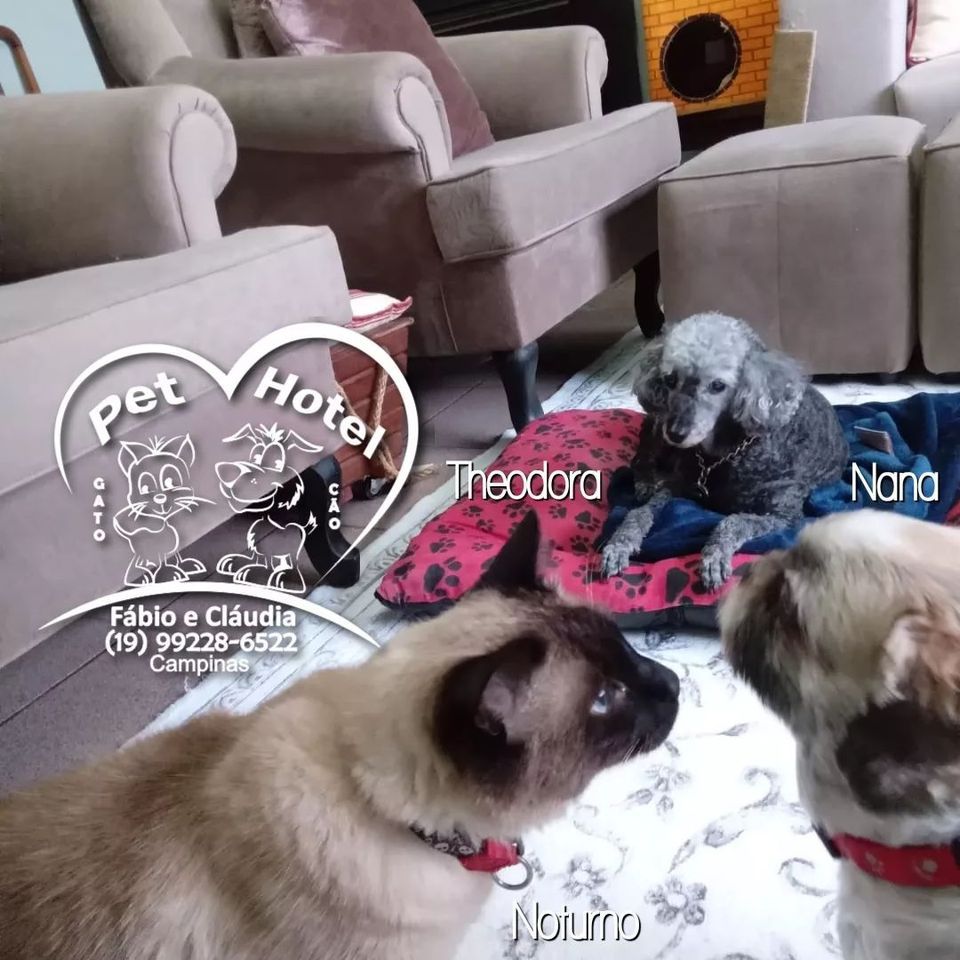 Hóspede Gatito - 26.2.2021
