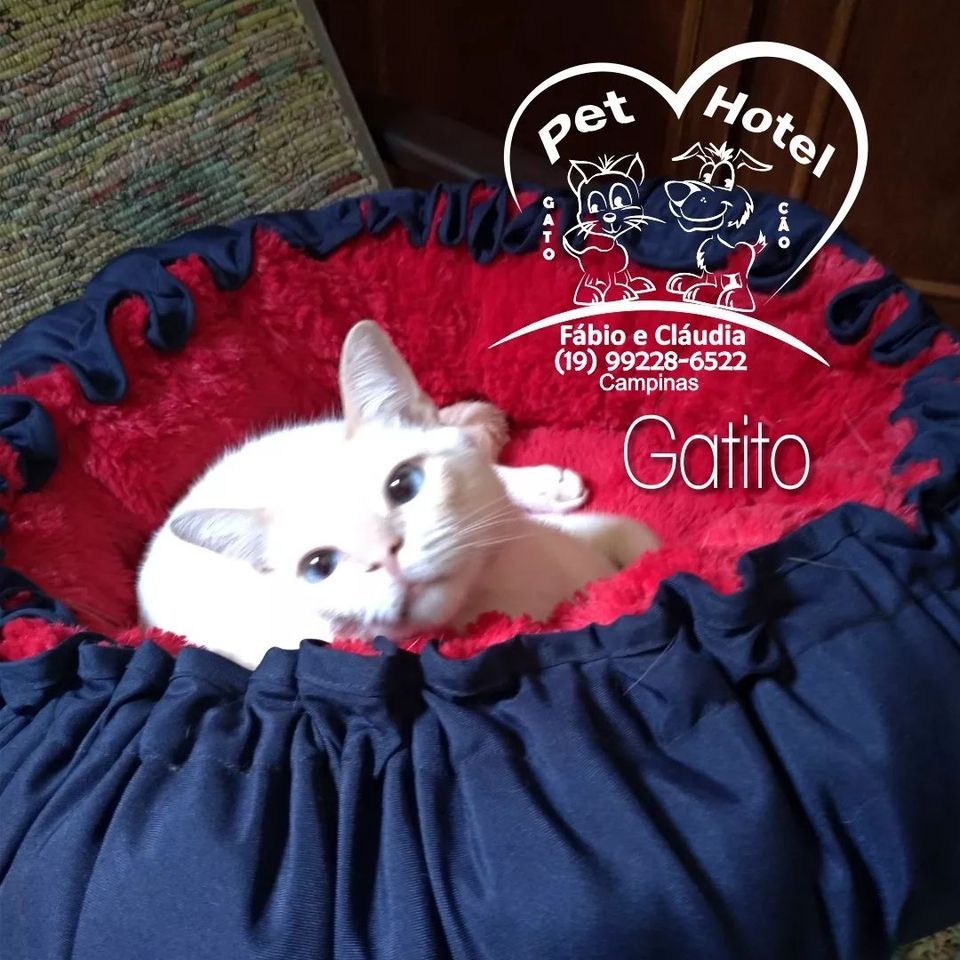 Hóspede Gatito - 26.2.2021