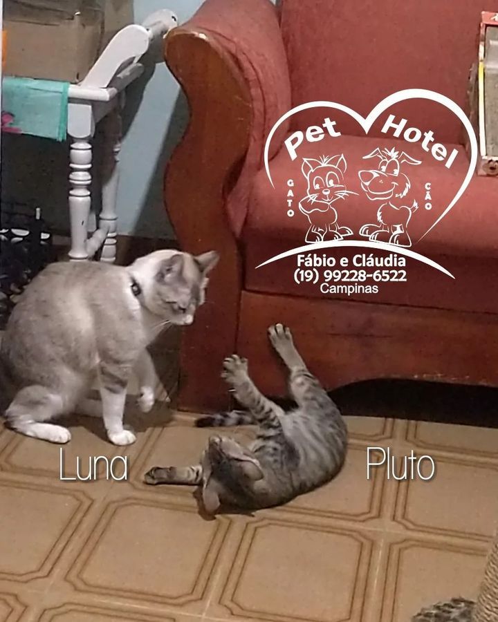 Hóspede Gatito - 26.2.2021