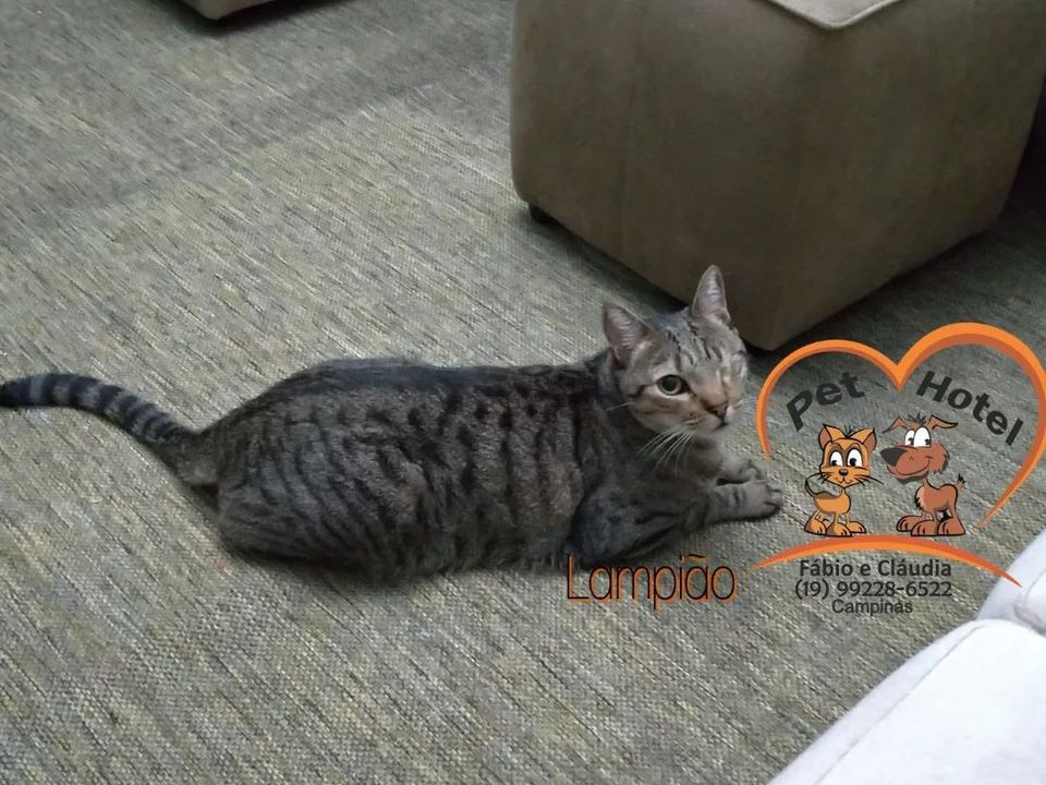 Hóspede Gatito - 26.2.2021