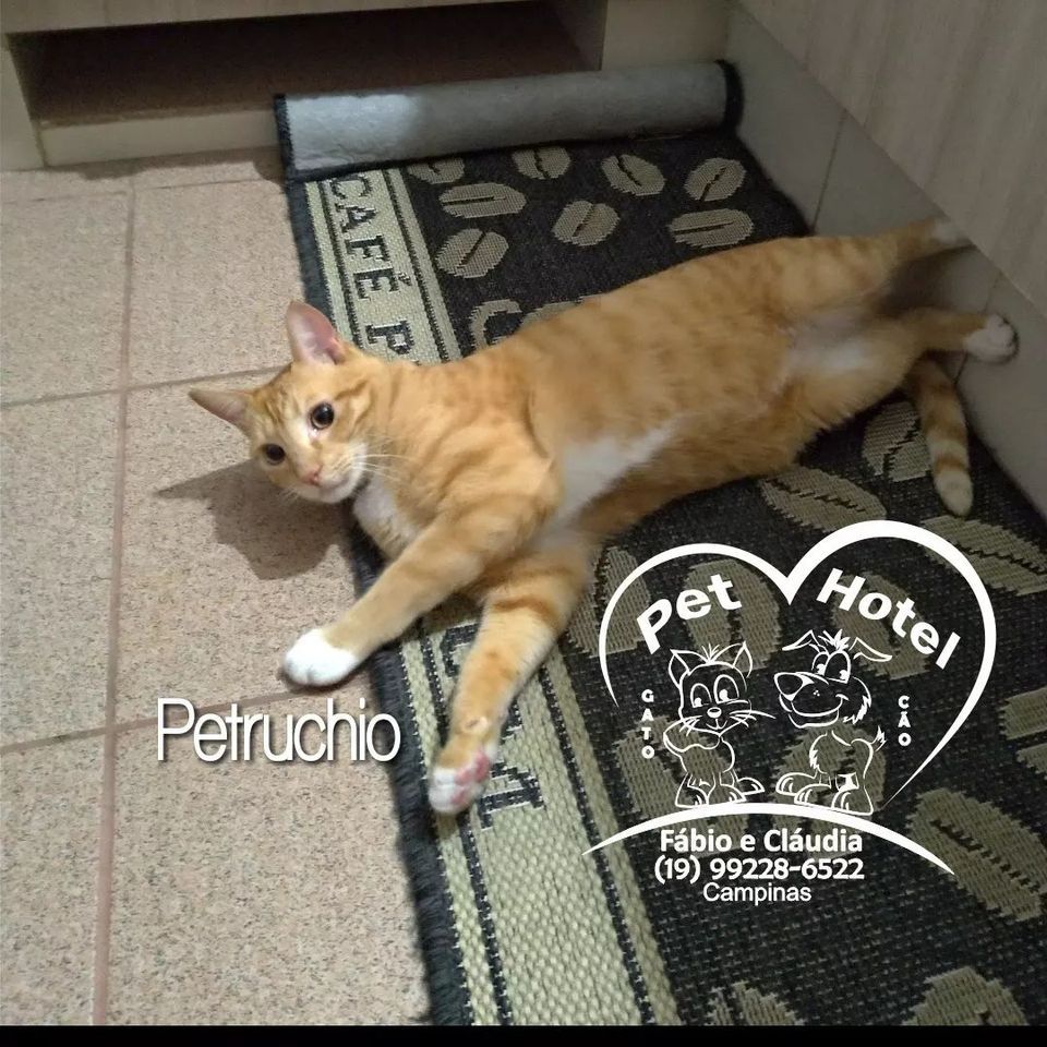 Hóspede Gatito - 26.2.2021