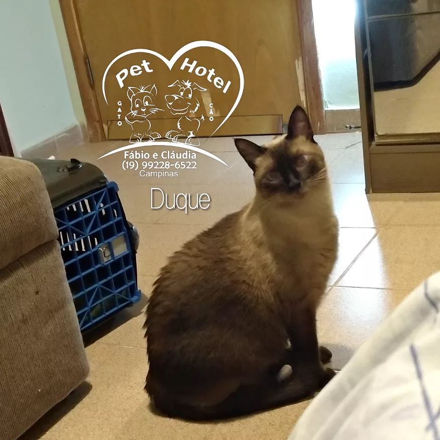 Hóspede Gatito - 26.2.2021