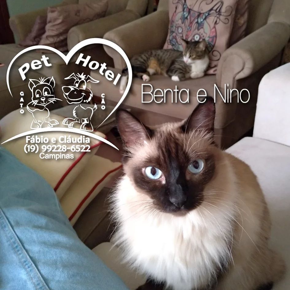 Hóspede Gatito - 26.2.2021