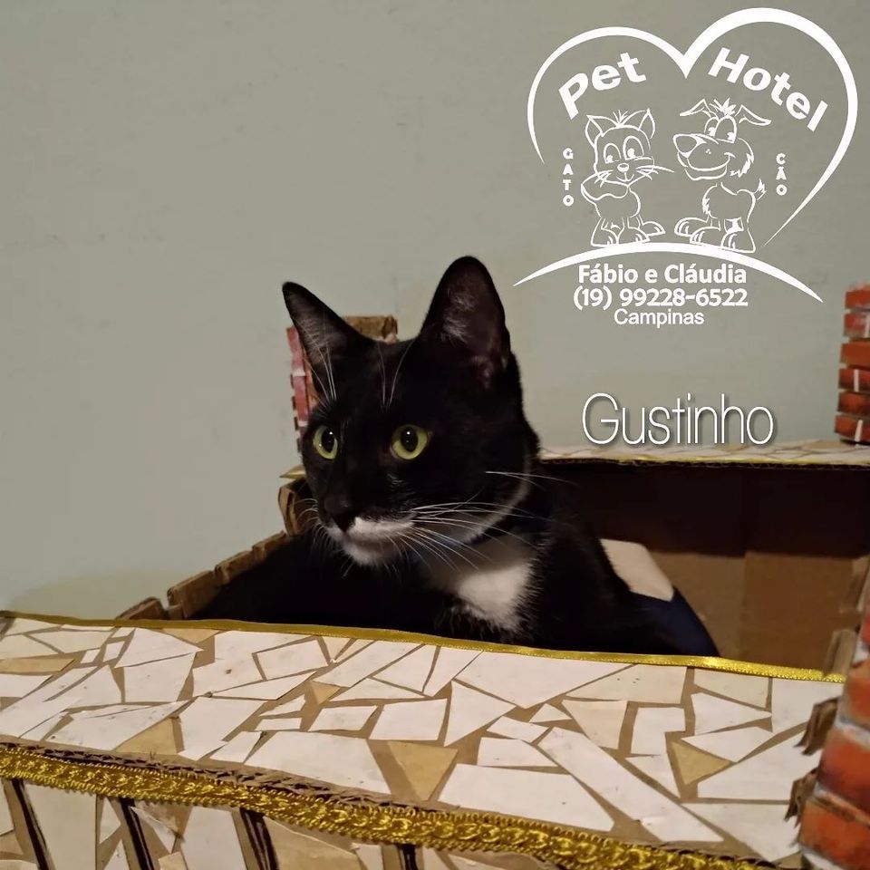 Hóspede Gatito - 26.2.2021
