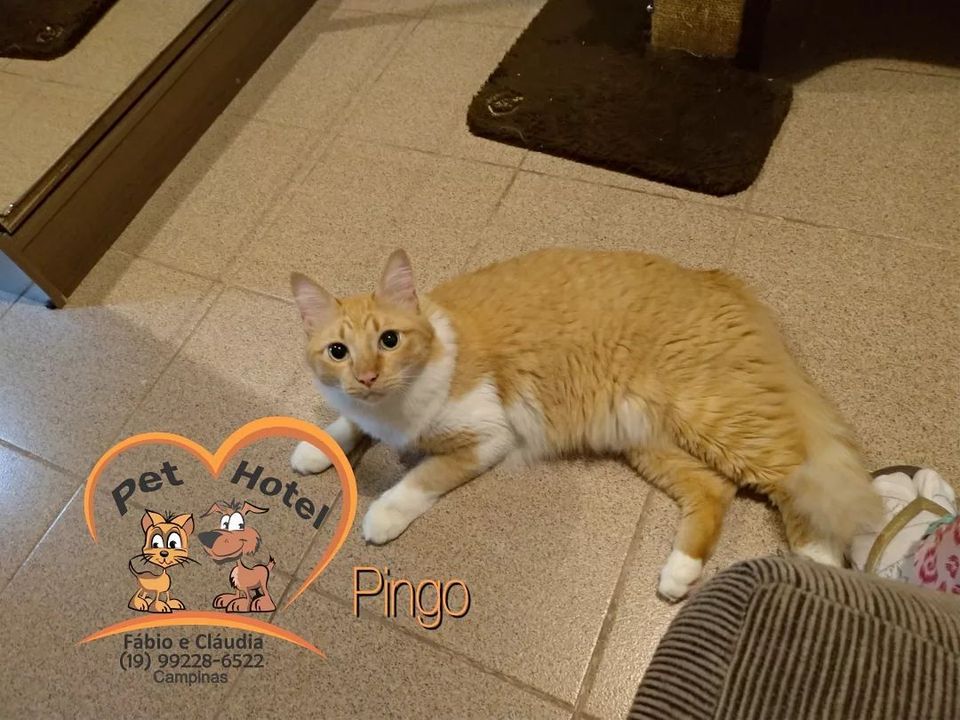 Hóspede Gatito - 26.2.2021
