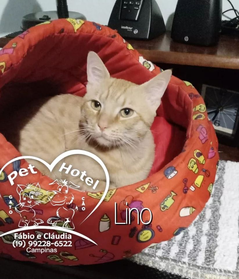 Hóspede Gatito - 26.2.2021