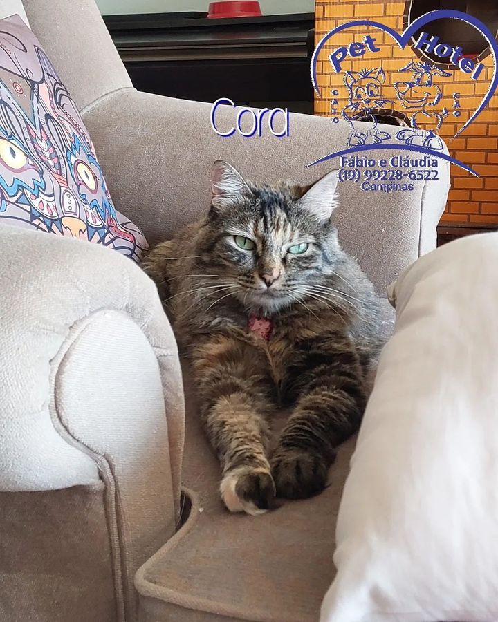 Hóspede Gatito - 26.2.2021