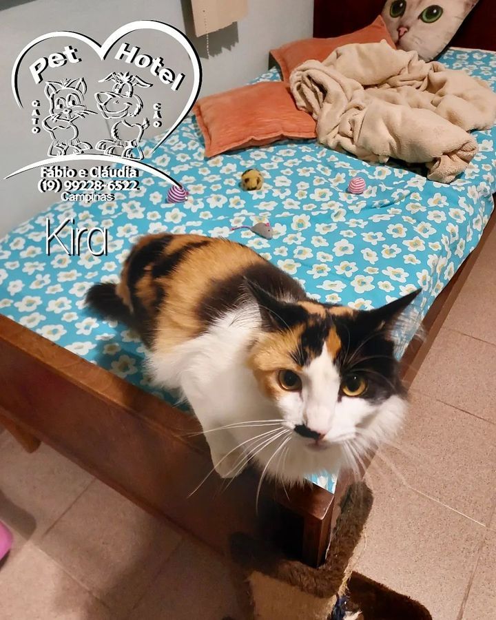 Hóspede Gatito - 26.2.2021