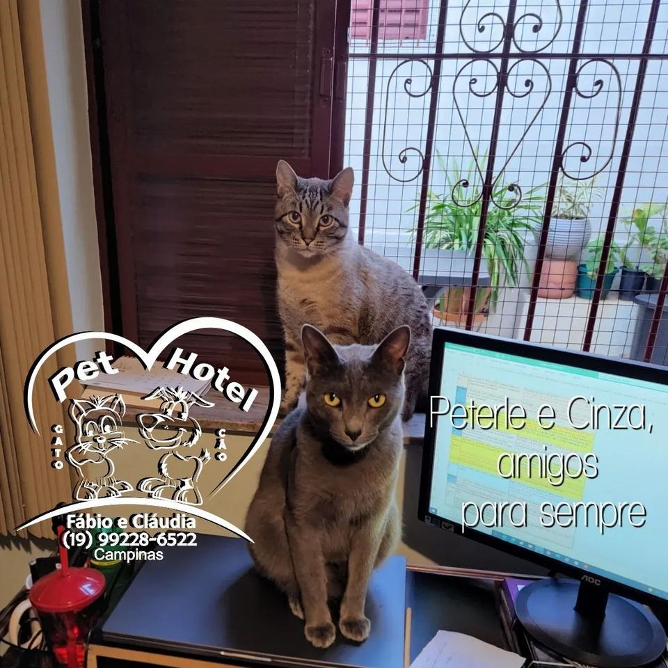 Hóspede Gatito - 26.2.2021
