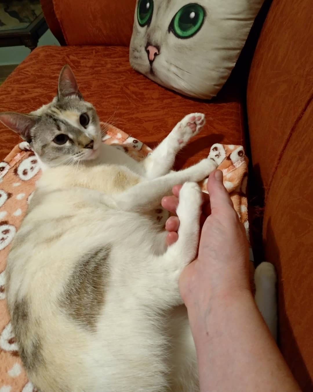 Hóspede Gatito - 26.2.2021