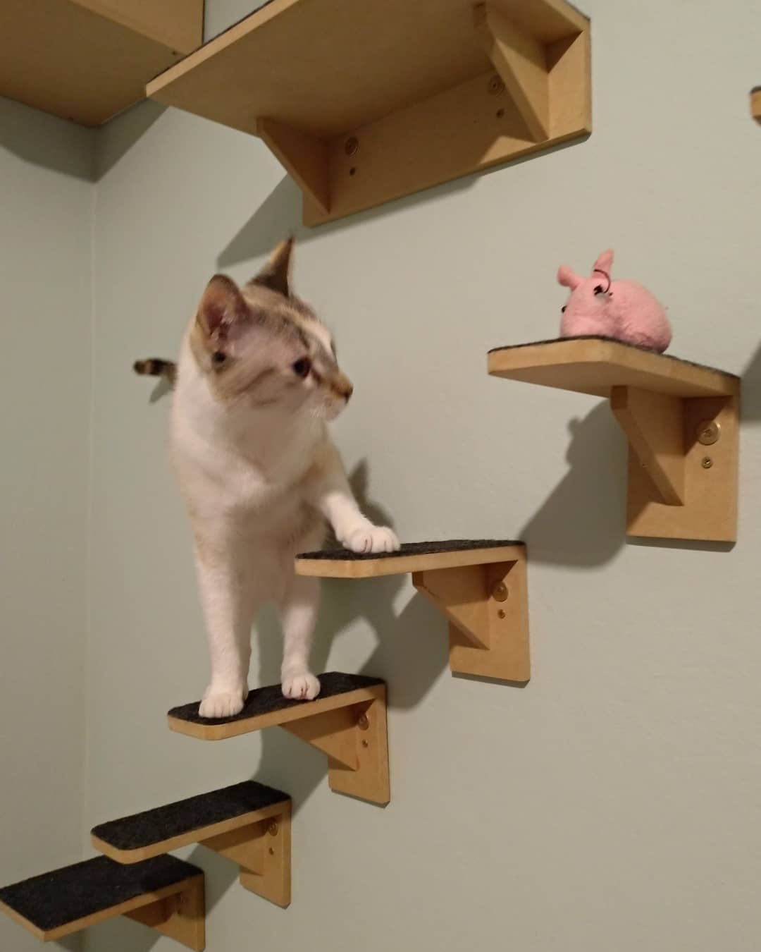 Hóspede Gatito - 26.2.2021
