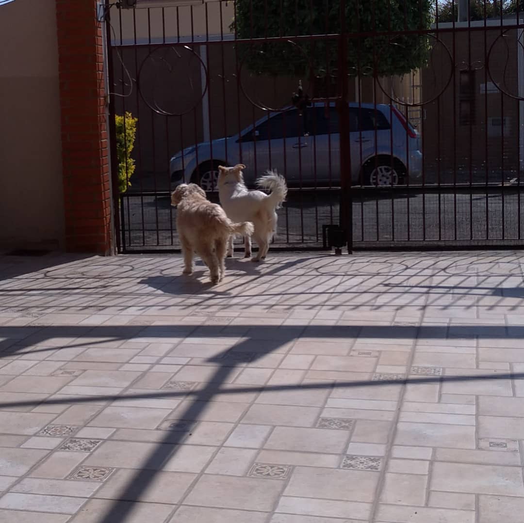 Hóspede Gatito - 26.2.2021