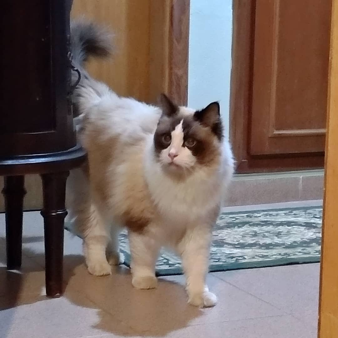 Hóspede Gatito - 26.2.2021